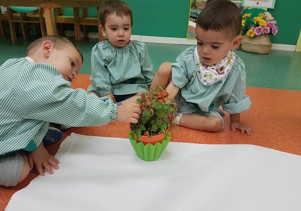 Les nostres tomaqueres